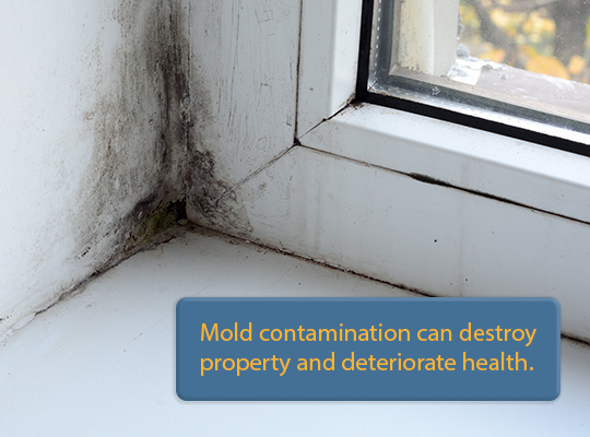 Mold contamination is one of the 5 most common issues found during a home inspection.