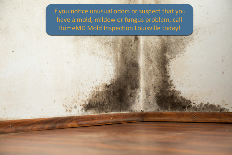 Mold Inspections Louisville Kentucky